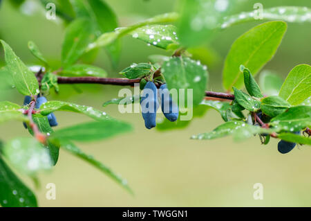 Die Beeren reifen Geißblatt auf den Zweigen. Regentropfen auf den Blättern. Reife Beere Nahaufnahme Stockfoto