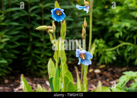 Himalayan Blue Poppy 'Lingholm' (Meconopsis 'Lingholm') Stockfoto