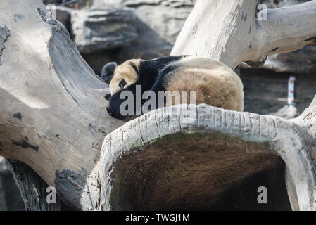 Panda Bär in Peking, Hauptstadt von China Stockfoto