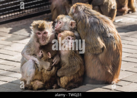 Der groupl Macaca mulatta - Alt- Welt- Affen in Peking, Hauptstadt von China Stockfoto