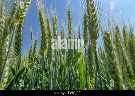 Weichweizen mit blauen Himmel im Hintergrund Stockfoto
