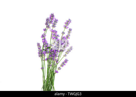 Lavendel Blumen auf weißem Hintergrund. Stockfoto