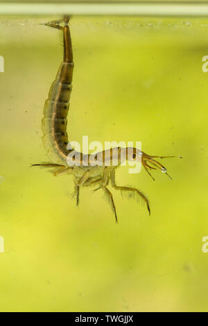 Tolles Tauchen Käfer, Dytiscus spp., Nymphe, Larve, unter Wasser, hängen von der Oberfläche Wasser Spannung, die Atmung durch Schwanz, Sussex, UK. Stockfoto