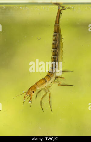 Tolles Tauchen Käfer, Dytiscus spp., Nymphe, Larve, unter Wasser, hängen von der Oberfläche Wasser Spannung, die Atmung durch Schwanz, Sussex, UK. Stockfoto