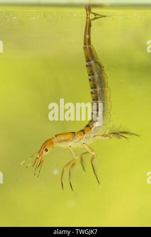 Tolles Tauchen Käfer, Dytiscus spp., Nymphe, Larve, unter Wasser, hängen von der Oberfläche Wasser Spannung, die Atmung durch Schwanz, Sussex, UK. Stockfoto