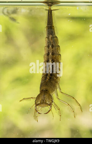 Tolles Tauchen Käfer, Dytiscus spp., Nymphe, Larve, unter Wasser, hängen von der Oberfläche Wasser Spannung, die Atmung durch Schwanz, Sussex, UK. Stockfoto