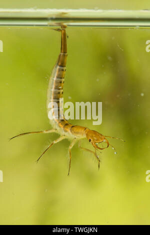 Tolles Tauchen Käfer, Dytiscus spp., Nymphe, Larve, unter Wasser, hängen von der Oberfläche Wasser Spannung, die Atmung durch Schwanz, Sussex, UK. Stockfoto