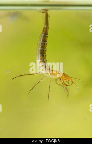 Tolles Tauchen Käfer, Dytiscus spp., Nymphe, Larve, unter Wasser, hängen von der Oberfläche Wasser Spannung, die Atmung durch Schwanz, Sussex, UK. Stockfoto