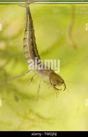 Tolles Tauchen Käfer, Dytiscus spp., Nymphe, Larve, unter Wasser, hängen von der Oberfläche Wasser Spannung, die Atmung durch Schwanz, Sussex, UK. Stockfoto