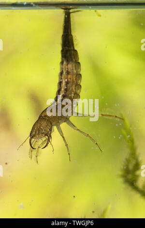 Tolles Tauchen Käfer, Dytiscus spp., Nymphe, Larve, unter Wasser, hängen von der Oberfläche Wasser Spannung, die Atmung durch Schwanz, Sussex, UK. Stockfoto