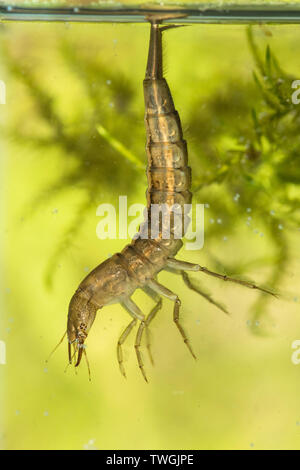 Tolles Tauchen Käfer, Dytiscus spp., Nymphe, Larve, unter Wasser, hängen von der Oberfläche Wasser Spannung, die Atmung durch Schwanz, Sussex, UK. Stockfoto