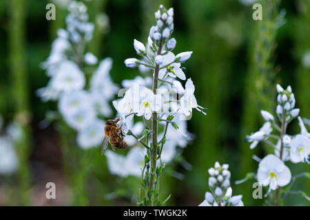 Eine Honigbiene (Apis mellifera), die an der Blüte einer Enzian speedwell' Tissington Weiß" (Veronica austriaca' Tissington White') Stockfoto