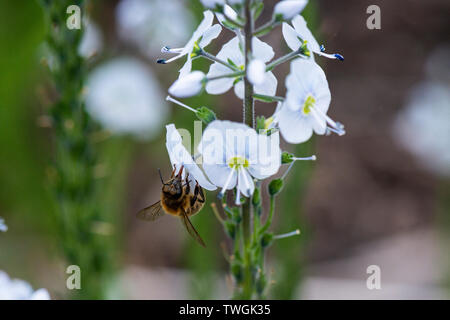 Eine Honigbiene (Apis mellifera), die an der Blüte einer Enzian speedwell' Tissington Weiß" (Veronica austriaca' Tissington White') Stockfoto