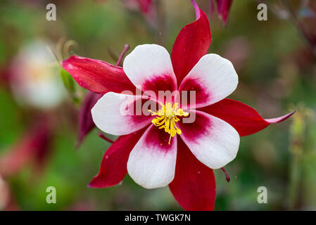 Columbine 'Red Hobbit' (Aquilegia 'Red Hobbit') Stockfoto