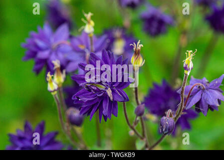 Die Blüten einer Säulenblume 'Blue Barlow' (Aquilegia vulgaris var. stellata 'Blue Barlow') Stockfoto