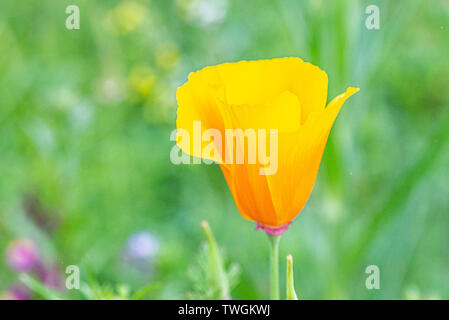 Kalifornische Mohn (Eschscholzia Californica) Stockfoto