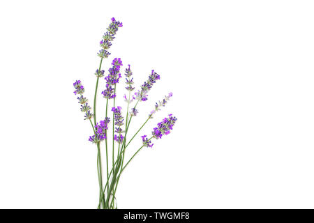 Lavendel Blumen auf weißem Hintergrund. Stockfoto