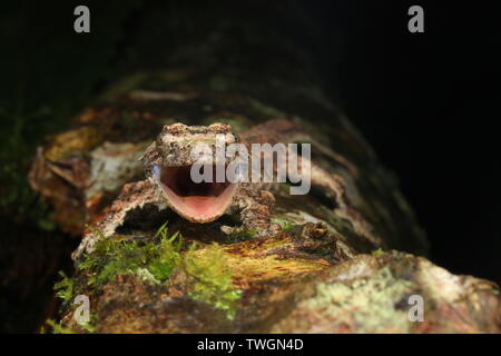 Sabah Flying Gecko (Ptychozoon rhacophorus) Stockfoto