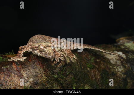 Sabah Flying Gecko (Ptychozoon rhacophorus) Stockfoto