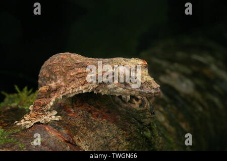 Sabah Flying Gecko (Ptychozoon rhacophorus) Stockfoto