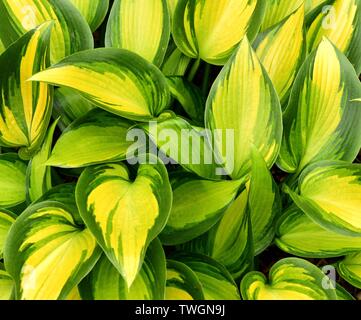 Nahaufnahme der Blätter der Hosta Juni Geist. Stockfoto