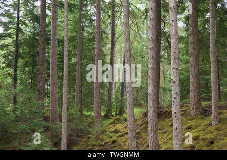 Waldland in Glen Affric in der Nähe von Plodda fällt, Scottish Highlands, Großbritannien. Stockfoto