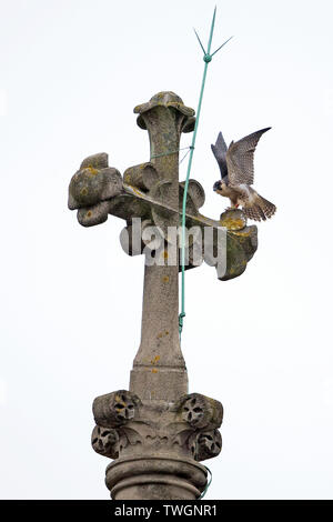 Wanderfalke (FALCO PEREGRINUS) Norwich Cathedral 2019 Stockfoto