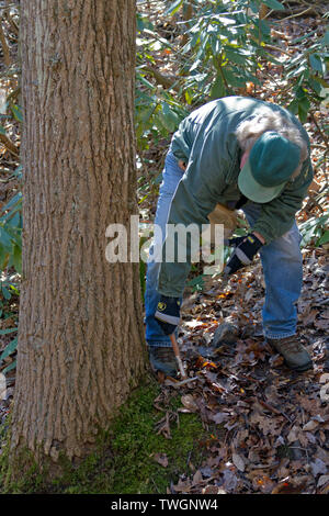 Ein baumzüchter benutzt einen kleinen Hammer sound erkrankte Gebiete im Kofferraum eines großen Wald Baum heraus Stockfoto