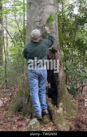 Ein baumzüchter benutzt einen kleinen Hammer sound tot im Kofferraum eines großen Wald Baum Stockfoto