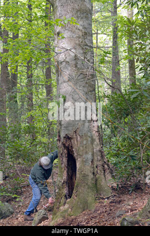 Ein baumzüchter benutzt einen kleinen Hammer sound tot im Kofferraum eines großen Wald Baum Stockfoto