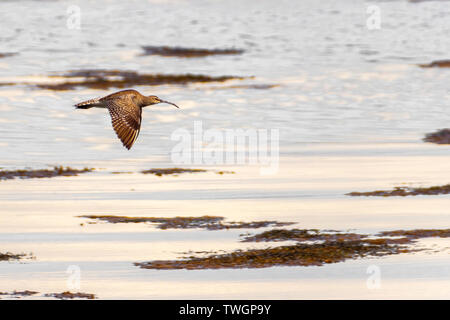 Curlew im Flug, Jura, Hebriden Stockfoto