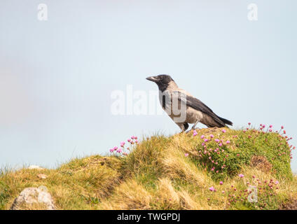 Nebelkrähe (Corvus cornix) (auch "Hoodie), Mull von OA, Islay, Argyll und Bute, Hebriden, Schottland, Stockfoto