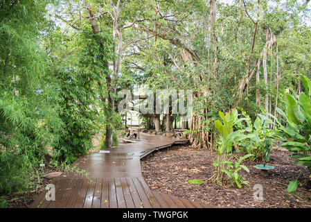 Nasse weg von tropischen Pflanzen und Bäume mit großen Banyan Tree in Darwin, Australien umgeben Stockfoto