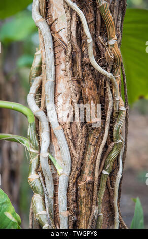 Reben wachsen oben Baumstamm in einem tropischen Regenwald in Darwin, Australien Stockfoto