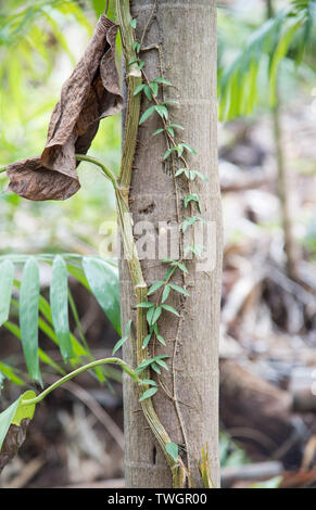 Reben wachsen oben Baumstamm in einem tropischen Regenwald in Darwin, Australien Stockfoto