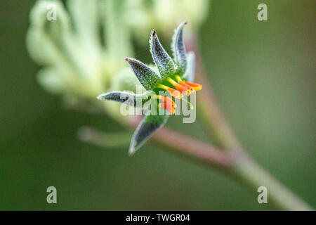 Eine Nahaufnahme der Blüte eines hohen kangaroo Paw (Anigozanthos flavidus) Stockfoto