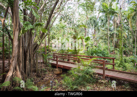 Fußgängerbrücke überqueren Regenwald Stream mit tropischer Flora in Darwin, Australien Stockfoto