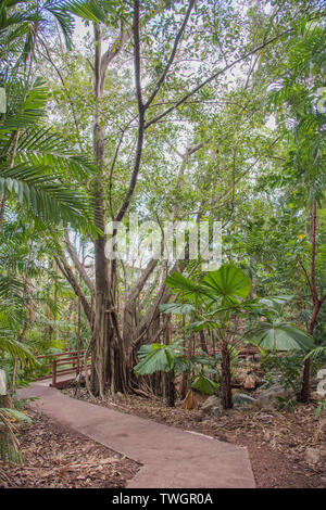 Wanderweg und Fußgängerbrücke durch üppigen Regenwald Wachstum in Darwin, Australien Stockfoto