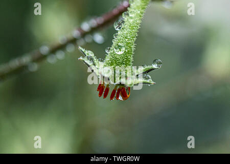 Eine Nahaufnahme von Wassertröpfchen auf der Blume von einem hohen kangaroo Paw (Anigozanthos flavidus) Stockfoto