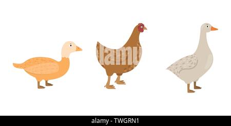 Ente, Gans, Hähnchen Symbole im flachen Stil, Geflügel Vector Illustration Stock Vektor
