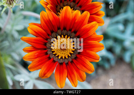 Eine orangene Schatzblume (Gazania rigens) Stockfoto