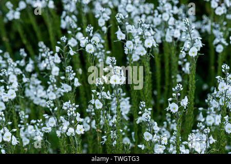 Enzian speedwell' Tissington Weiß" (Veronica austriaca' Tissington White') Stockfoto