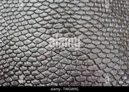 Eine Nahaufnahme von einem Biber (Castor canadensis) Schwanz mit Details der Skalen. Stockfoto