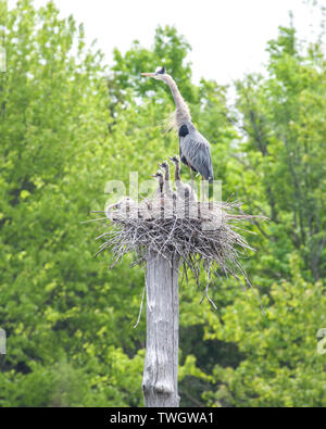 Ein Great Blue Heron (Ardea herodias) Nest mit jungen Küken. Stockfoto