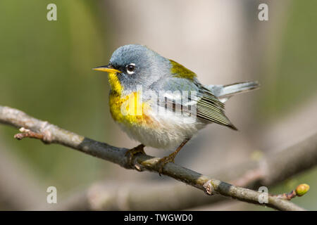 Eine nördliche (Setophaga parula americana) auf einem Zweig im Frühjahr Migration thront. Stockfoto