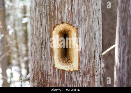Ein Loch, das von einem Pileated Woodpecker (Dryocopus pileatus) in einer östlichen White Cedar. Stockfoto
