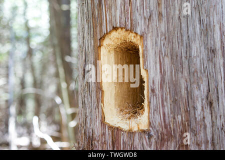 Ein Loch, das von einem Pileated Woodpecker (Dryocopus pileatus) in einer östlichen White Cedar. Stockfoto