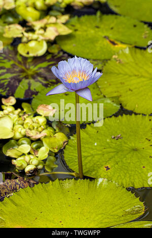 Ein lila Seerose in einem Garten Teich an einem Butterfly Garden in der Nähe von Victoria BC. Stockfoto