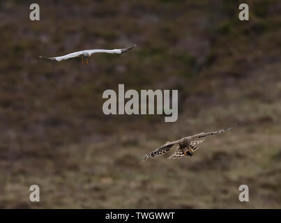 Ein paar der Henne Harriers (Circus cyaneus) eine dramatische Essen pass durchführen, bevor Frau kehrt zum Nest mit der Beute, North Uist, Äußere Hebriden, Schottland Stockfoto