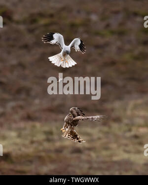 Ein paar der Henne Harriers (Circus cyaneus) eine dramatische Essen pass durchführen, bevor Frau kehrt zum Nest mit der Beute, North Uist, Äußere Hebriden, Schottland Stockfoto